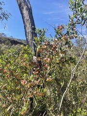 Dodonaea viscosa cuneata