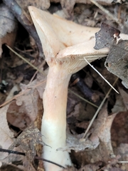 Lactarius chrysorrheus