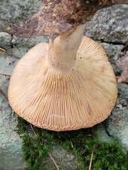 Lactarius chrysorrheus