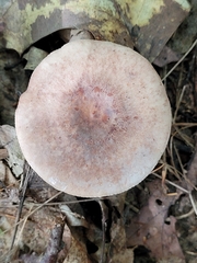Lactarius chrysorrheus