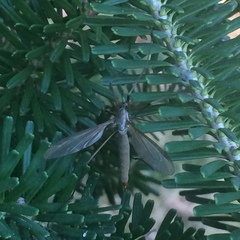 Tipula