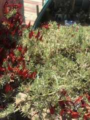 Lotus berthelotii