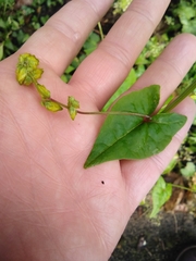 Fagopyrum esculentum