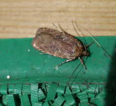 Agonopterix heracliana