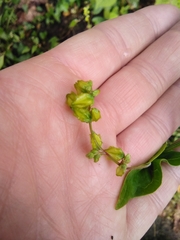 Fagopyrum esculentum