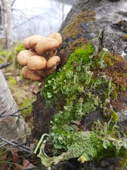 Armillaria borealis