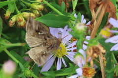 Autographa