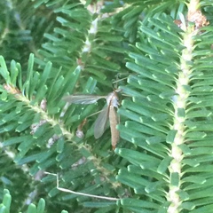 Tipula