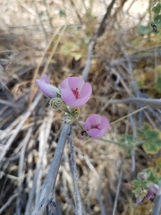 Malacothamnus orbiculatus