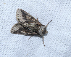 Allophyes oxyacanthae