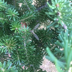 Tipula