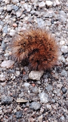 Phragmatobia
