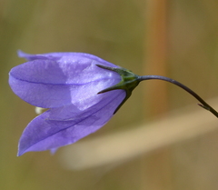 Campanula rotundifolia