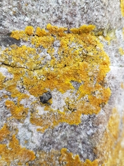 Candelariaceae