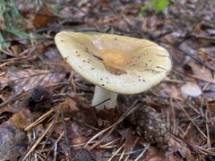 Russula ochroleuca