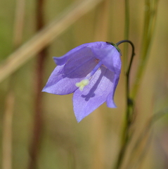 Campanula rotundifolia