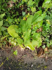 Fagopyrum esculentum