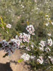 Thryptomene calycina