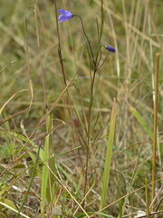 Campanula rotundifolia