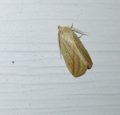 Amolita obliqua