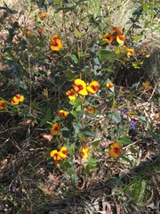 Platylobium obtusangulum