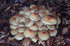 Hypholoma fasciculare