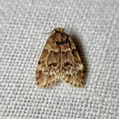 Scaphidriotis xylogramma