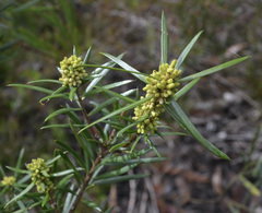 Podocarpus spinulosus