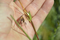 Themeda triandra