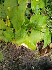 Fagopyrum esculentum