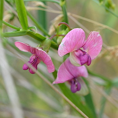 Lathyrus sylvestris