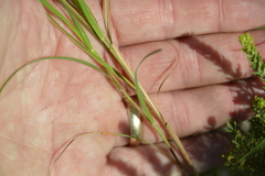 Themeda triandra
