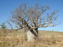 Adansonia gregorii