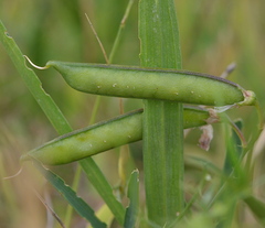 Lathyrus sylvestris