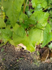 Fagopyrum esculentum