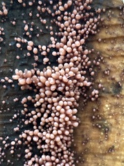 Ascocoryne sarcoides