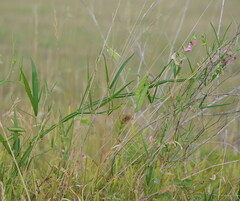 Lathyrus sylvestris