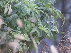 Bidens biternata