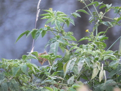 Bidens biternata