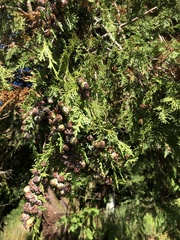 Chamaecyparis lawsoniana