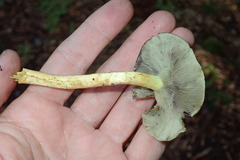 Hypholoma fasciculare