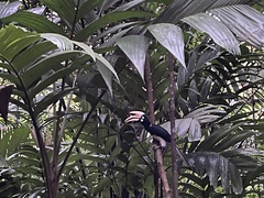 Anthracoceros albirostris