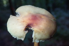 Hypholoma fasciculare