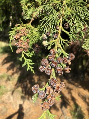 Chamaecyparis lawsoniana