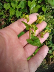 Fagopyrum esculentum