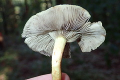 Hypholoma fasciculare