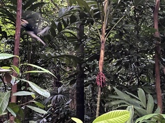 Anthracoceros albirostris