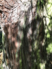 Chamaecyparis lawsoniana
