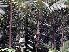 Anthracoceros albirostris