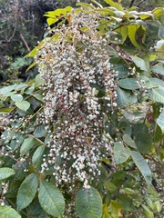 Rhus chinensis